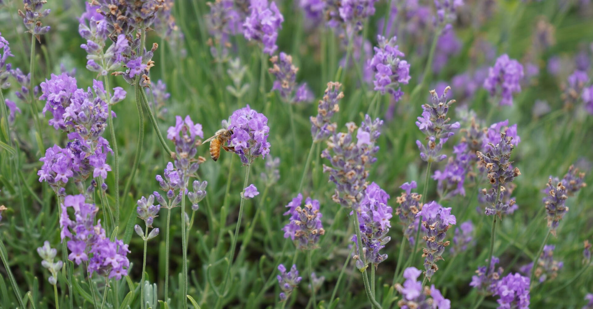 The Healing Power Of Aromatherapy