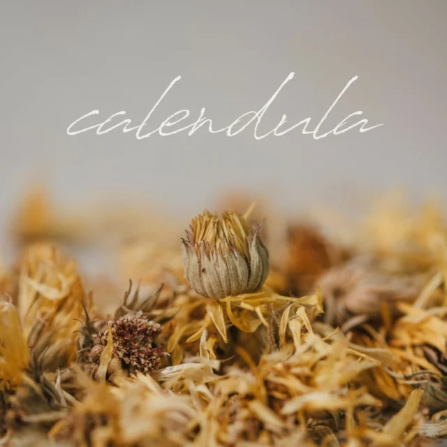 Calendula: Nature's healer for calm, radiant skin.  Known for its soothing and anti-inflammatory properties, calendula helps reduce irritation, leaving your skin nourished and balanced.#botanicals #caledula #ontariomade