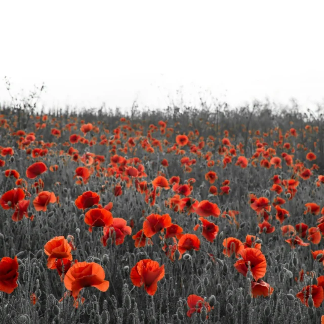 On this day of remembrance, we honour the courage and sacrifice of those who have served and continue to serve. Their legacy of bravery will never be forgotten. Lest we forget. #RemembranceDay